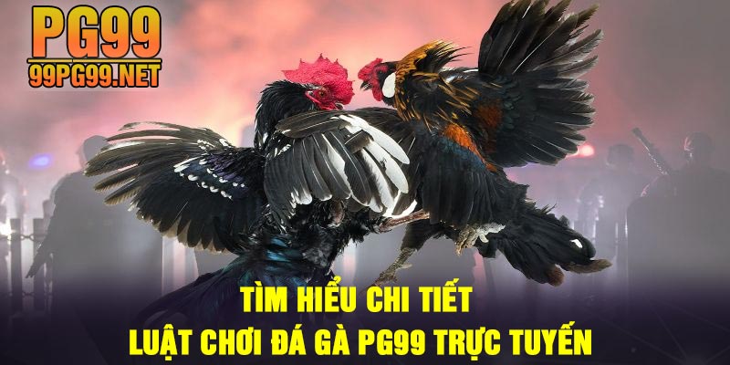 Tim hieu chi tiet luat choi da ga PG99 truc tuyen Tìm hiểu chi tiết luật chơi đá gà PG99 trực tuyến